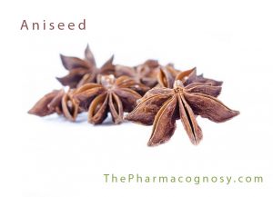 Aniseed - Pharmacognosy