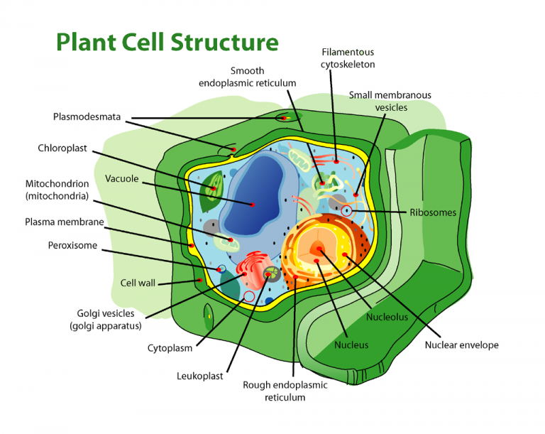 Cell Wall and Types of Cell Wall The Pharmacognosy