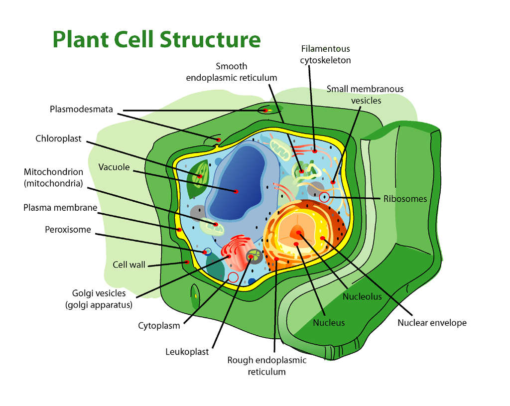 cell wall and its types