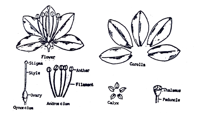 Parts of a typical flower
