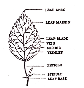 Morphology of the Leaves