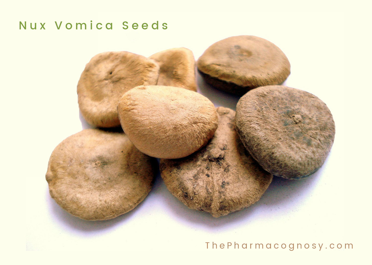 Nux Vomica Seeds