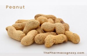 Peanut Uses, Botanical Source, Characters, and Chemical Constituents