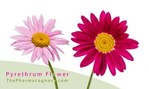 Pyrethrum Flower