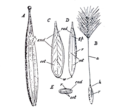 Strophanthus Seeds