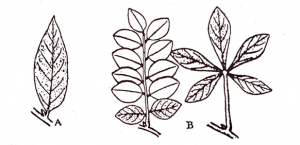Types of leaf