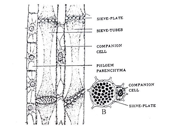 complex tissue