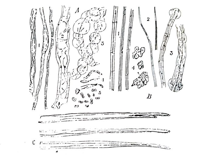 Macroscopical and microscopical characters