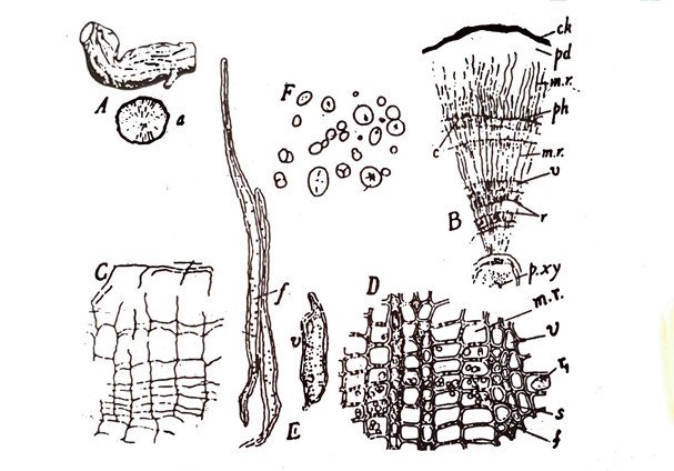 Rauwolfia Microscopical characters