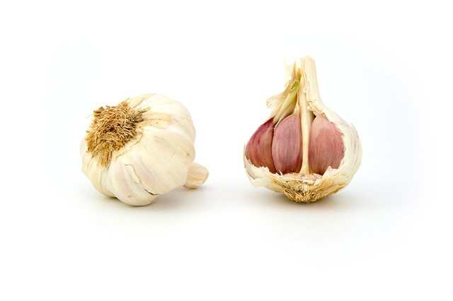 garlic, Allium sativum