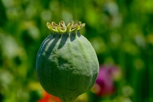 Opium – Uses, Botanical Source, Characters, and Chemical Constituents