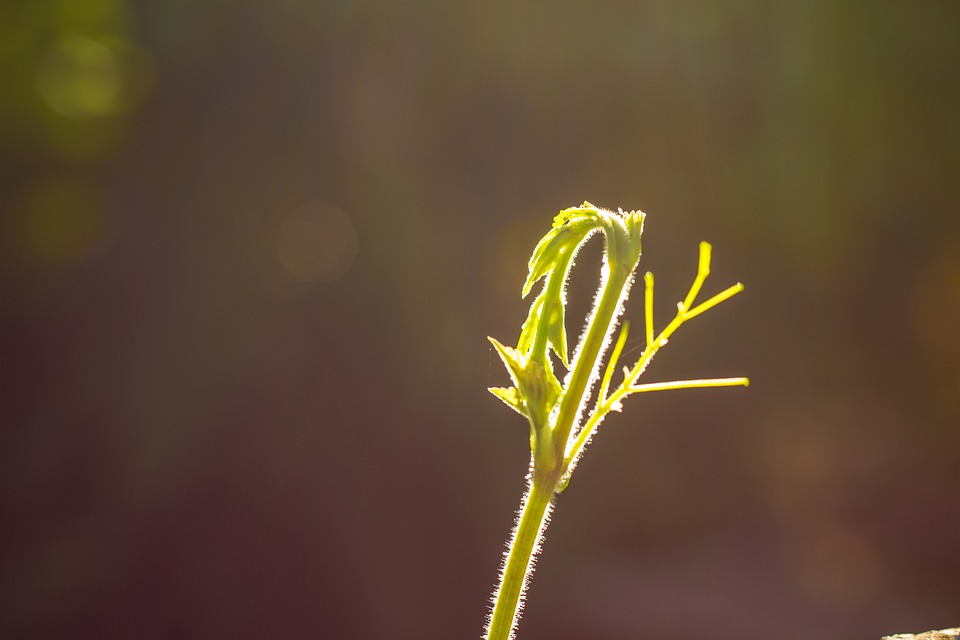 drugs-of-plant-origin-used-in-modern-medicine